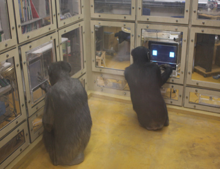 Illustration for article titled Chimps Are Better at Strategic Reasoning Than Humans Are